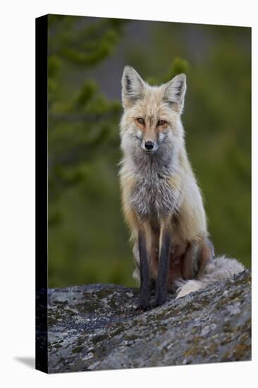 Red Fox (Vulpes Vulpes or Vulpes Fulva), Yellowstone National Park, Wyoming, U.S.A.-James Hager-Premier Image Canvas