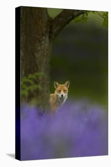 Red Fox (Vulpes Vulpes) Peering from Behind Tree with Bluebells in Foreground, Cheshire, June-Ben Hall-Premier Image Canvas