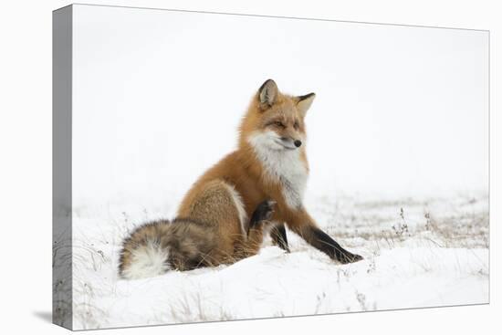 Red Fox (Vulpes Vulpes) Scratching in the Snow, Churchill, Cananda, November-Danny Green-Premier Image Canvas