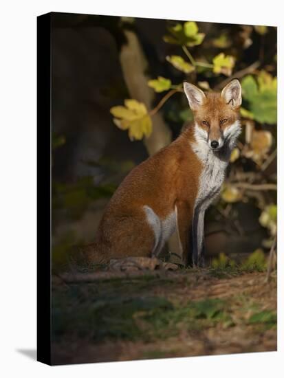 Red Fox (Vulpes Vulpes) Sitting in Deciduous Woodland, Lancashire, England, UK, November-Richard Steel-Premier Image Canvas