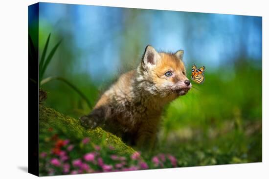 Red Fox, Vulpes Vulpes, Small Young Cub in Forest with Butterfly on Nose-Byrdyak-Premier Image Canvas