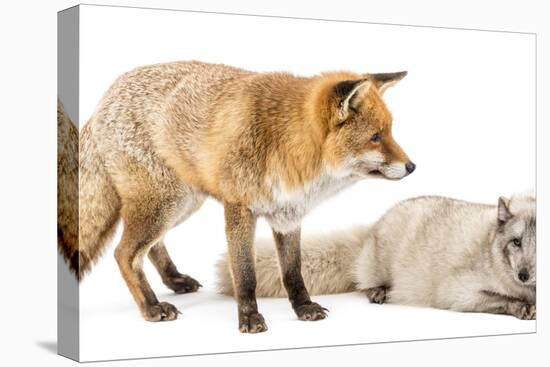 Red Fox, Vulpes Vulpes, Standing and Arctic Fox, Vulpes Lagopus, Lying, Isolated on White-Life on White-Premier Image Canvas