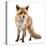Red Fox, Vulpes Vulpes, Standing, Isolated on White-Life on White-Premier Image Canvas