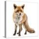 Red Fox, Vulpes Vulpes, Standing, Isolated on White-Life on White-Premier Image Canvas