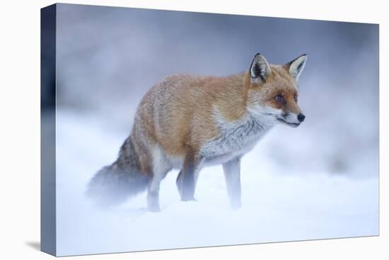 Red Fox (Vulpes Vulpes) Vixen in Snow, Cannock Chase, Staffordshire, England, UK, December-Danny Green-Premier Image Canvas