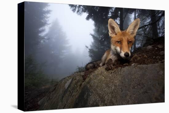 Red Fox (Vulpes Vulpes) Vixen on a Misty Day in Woodland, Black Forest, Germany-Klaus Echle-Premier Image Canvas
