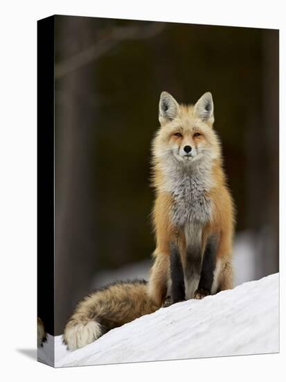 Red Fox (Vulpes Vulpes) (Vulpes Fulva) in the Snow-James Hager-Premier Image Canvas
