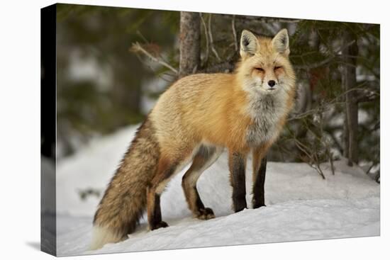 Red Fox (Vulpes Vulpes) (Vulpes Fulva) in Winter, Grand Teton National Park, Wyoming-James Hager-Premier Image Canvas
