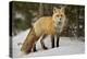 Red Fox (Vulpes Vulpes) (Vulpes Fulva) in Winter, Grand Teton National Park, Wyoming-James Hager-Premier Image Canvas