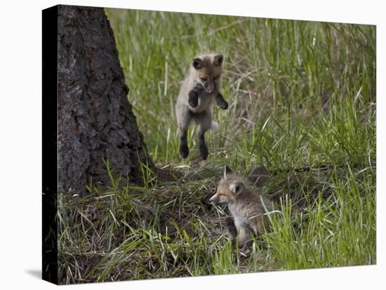 Red Fox (Vulpes Vulpes) (Vulpes Fulva) Kit Pouncing on its Sibling-James Hager-Premier Image Canvas