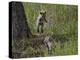 Red Fox (Vulpes Vulpes) (Vulpes Fulva) Kit Pouncing on its Sibling-James Hager-Premier Image Canvas