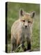 Red Fox (Vulpes Vulpes) (Vulpes Fulva) Pup, Bear River Migratory Bird Refuge, Utah, USA-James Hager-Premier Image Canvas