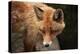 Red Fox (Vulpes Vulpes). Wild Life Animal.-wrangel-Premier Image Canvas