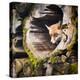 Red Fox (Vulpes Vulpes)-l i g h t p o e t-Premier Image Canvas