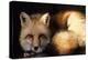 Red Fox Wildlife, New Mexico, USA-Gerry Reynolds-Premier Image Canvas