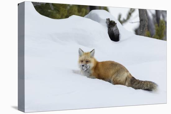 Red fox with cached food-Ken Archer-Premier Image Canvas