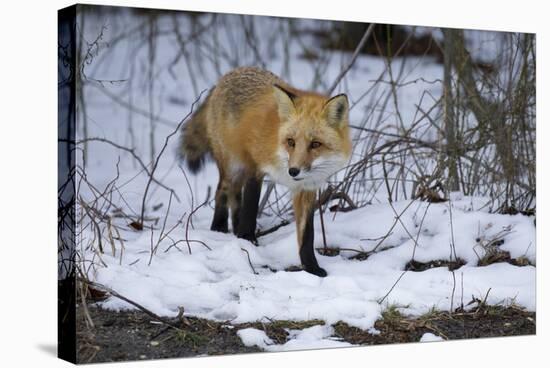 Red Fox-Joe McDonald-Premier Image Canvas