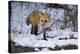 Red Fox-Joe McDonald-Premier Image Canvas