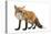 Red Fox-Life on White-Premier Image Canvas