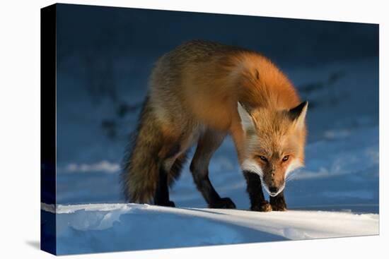 Red Fox-Susan Breau-Premier Image Canvas