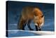 Red Fox-Susan Breau-Premier Image Canvas