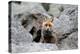 Red Fox-Reiner Bernhardt-Premier Image Canvas