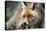 Red Fox-Reiner Bernhardt-Premier Image Canvas