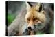 Red Fox-Reiner Bernhardt-Premier Image Canvas