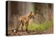 Red Fox-Milan Zygmunt-Premier Image Canvas