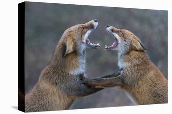 Red Foxes (Vulpes Vulpes) Fighting-Edwin Giesbers-Premier Image Canvas