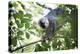 Red Fronted Brown Lemur (Eulemur Rufifrons), Ranomafana National Park, Madagascar Central Highlands-Matthew Williams-Ellis-Premier Image Canvas