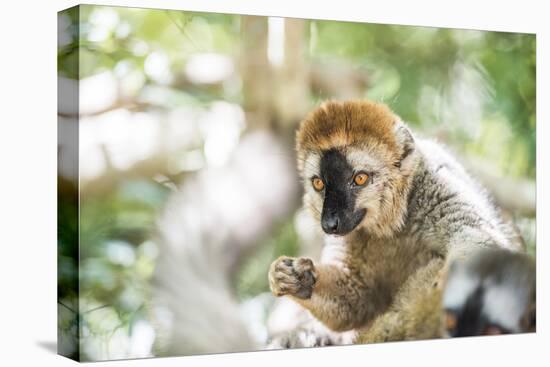 Red-Fronted Lemur (Eulemur Rufifrons), Isalo National Park, Ihorombe Region-Matthew Williams-Ellis-Premier Image Canvas