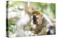 Red-Fronted Lemur (Eulemur Rufifrons), Isalo National Park, Ihorombe Region-Matthew Williams-Ellis-Premier Image Canvas