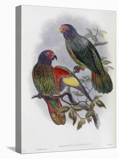 Red Fronted Lory-John Gould-Premier Image Canvas