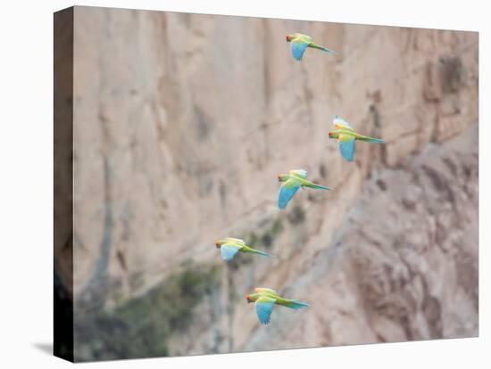 Red-Fronted Macaws, Ara Rubrogenys, in Flight Through Canyons in Torotoro National Park-Alex Saberi-Premier Image Canvas