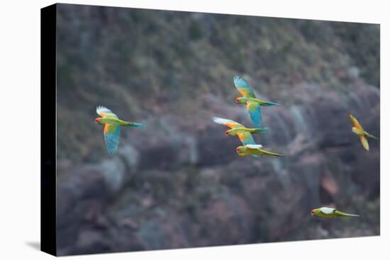Red-Fronted Macaws, Ara Rubrogenys, in Flight Through Canyons in Torotoro National Park-Alex Saberi-Premier Image Canvas