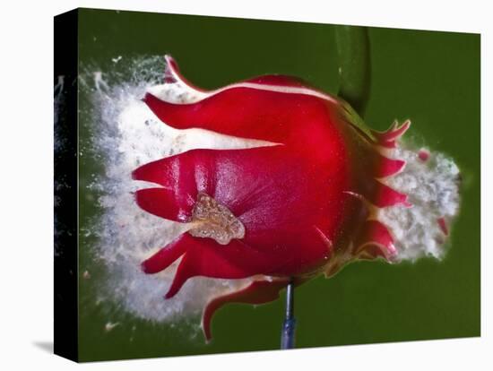 Red Fruit Die-Alan Sailer-Premier Image Canvas