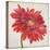 Red Gerber Daisy-Patricia Pinto-Stretched Canvas