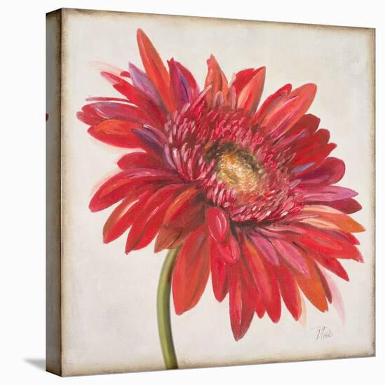 Red Gerber Daisy-Patricia Pinto-Stretched Canvas