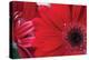 Red Gerbera Close-Up-Erin Berzel-Premier Image Canvas