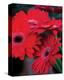 Red Gerbera Daisies I-Erin Berzel-Stretched Canvas