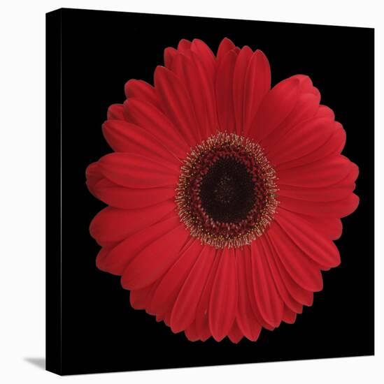 Red Gerbera Daisy-Jim Christensen-Premier Image Canvas