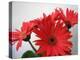 Red Gerbers II-Herb Dickinson-Premier Image Canvas