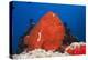 Red Giant Frogfish (Antennarius Commersonii)-Reinhard Dirscherl-Premier Image Canvas