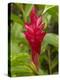 Red Ginger Flower (Alpinia Purpurata), Coral Coast, Viti Levu, Fiji, South Pacific-David Wall-Premier Image Canvas