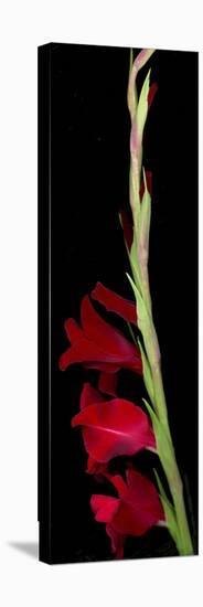 Red Gladiola-Anna Miller-Premier Image Canvas