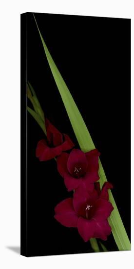 Red Gladiola-Anna Miller-Premier Image Canvas