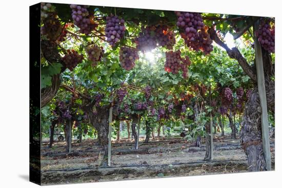 Red Globe Grapes at a Vineyard, San Joaquin Valley, California, Usa-Yadid Levy-Premier Image Canvas