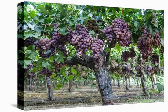 Red Globe Grapes at a Vineyard, San Joaquin Valley, California, Usa-Yadid Levy-Premier Image Canvas