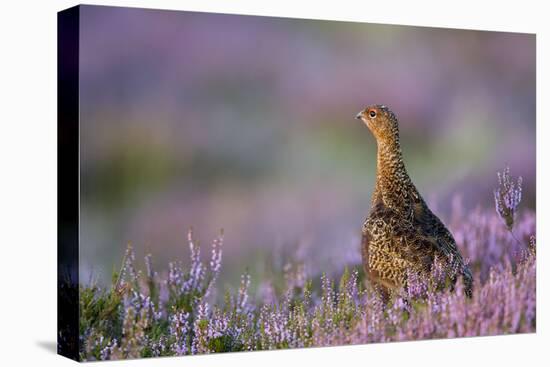 Red Grouse in Pink and Purple Heather-null-Premier Image Canvas